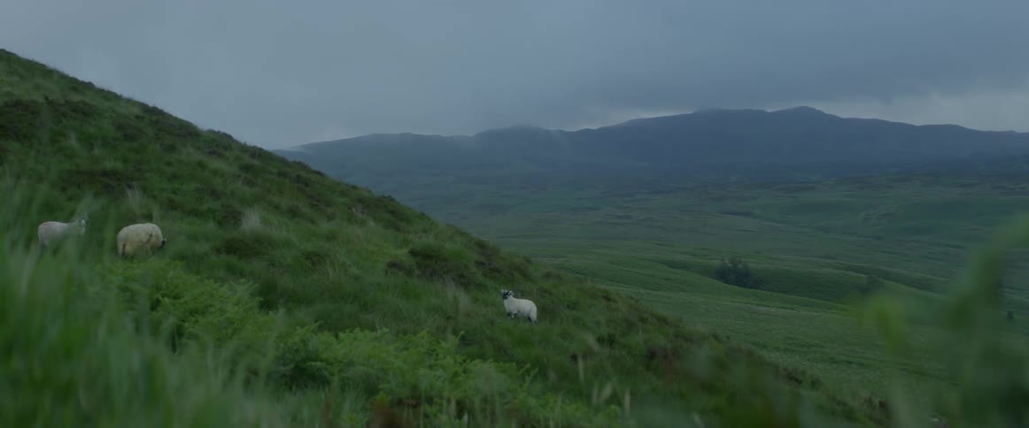 Sheep on a hill
