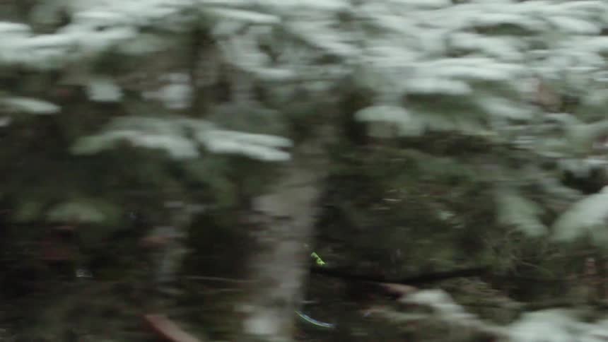 A bicyclist rides through the forest