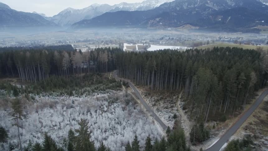 Trees stand in a mountain forest in winter
