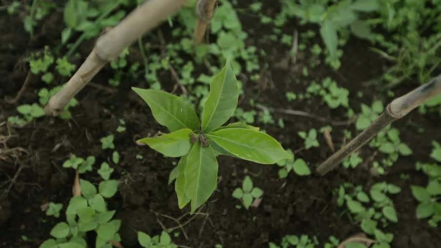 A plant growing up between two bamboo sticks