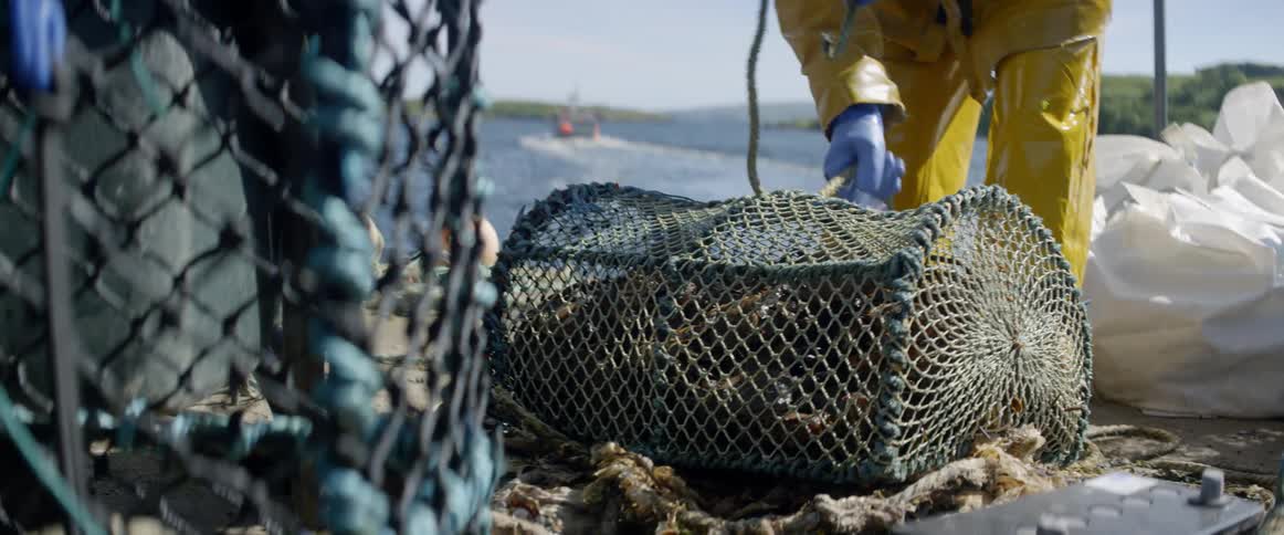 A fisherman is untying a rope from a crab cage full of crabs