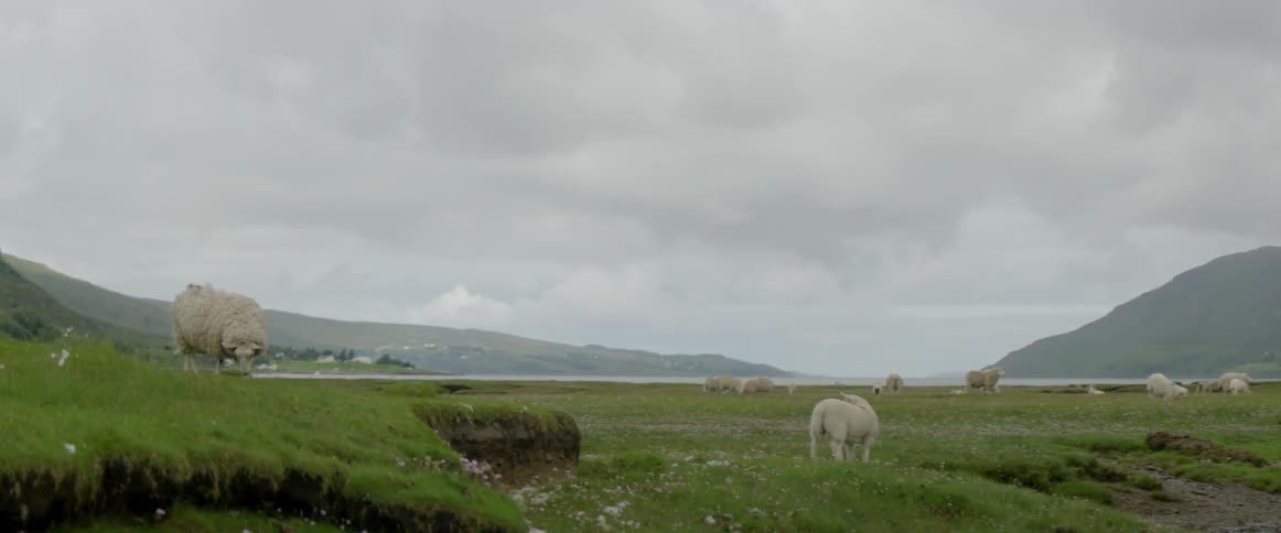 A couple of sheep are standing in a lush green pasture