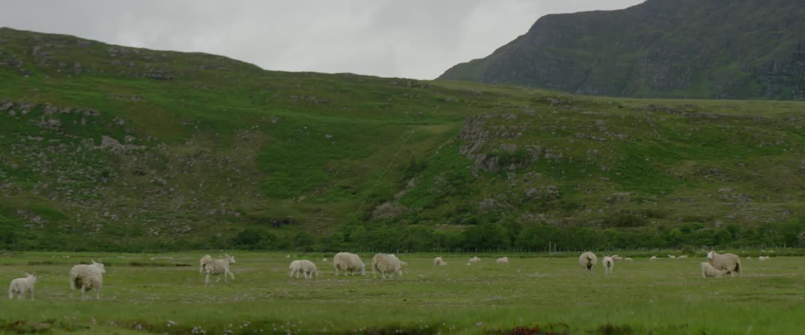 Sheep graze in a field