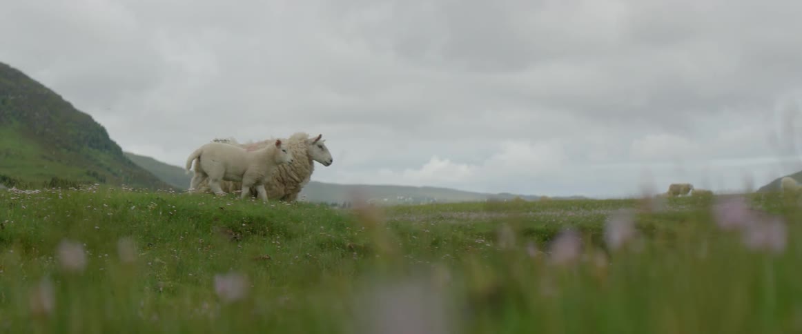 Sheep stand in a field