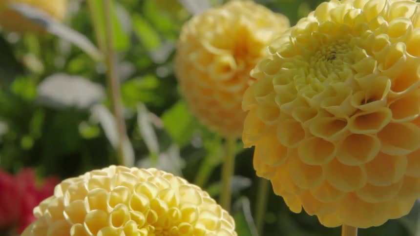 Pale yellow flowers in the sunlight