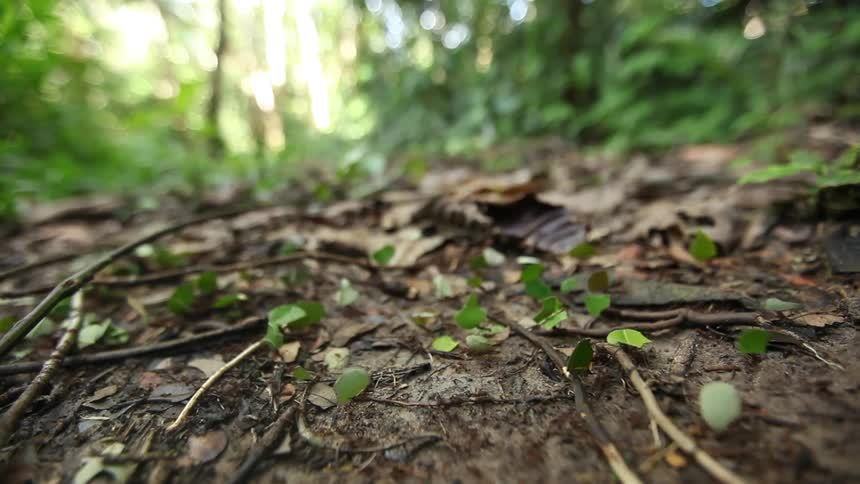 Close up of a colony of ants carrying leaves on the forest floor