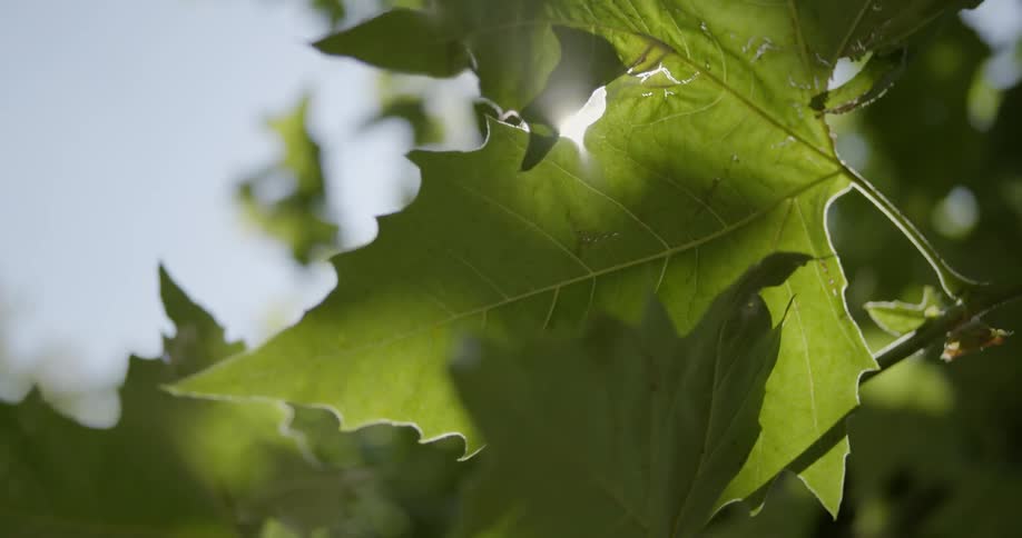 The sun is shining through tree leaves