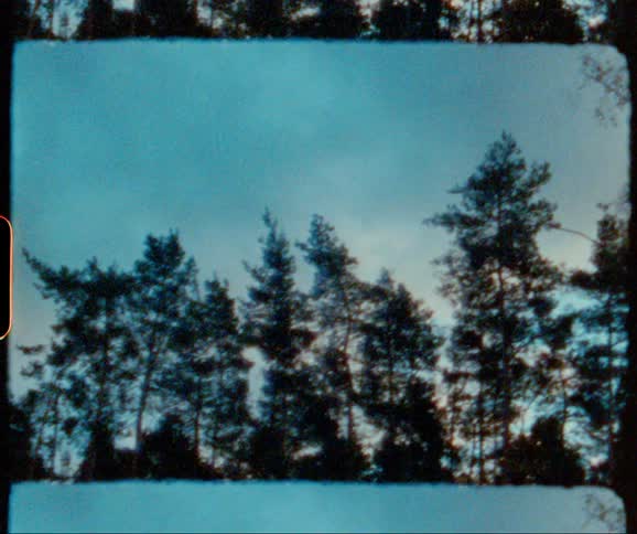 Tall trees tower in the forest