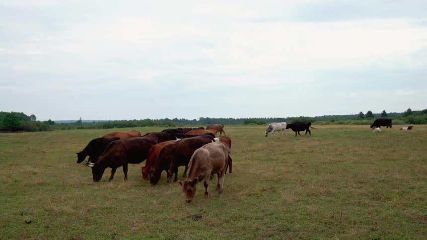 Cattle graze in a field
