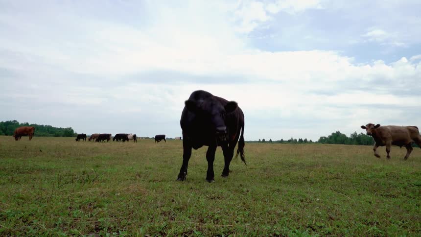 Cattle graze outside in a pasture