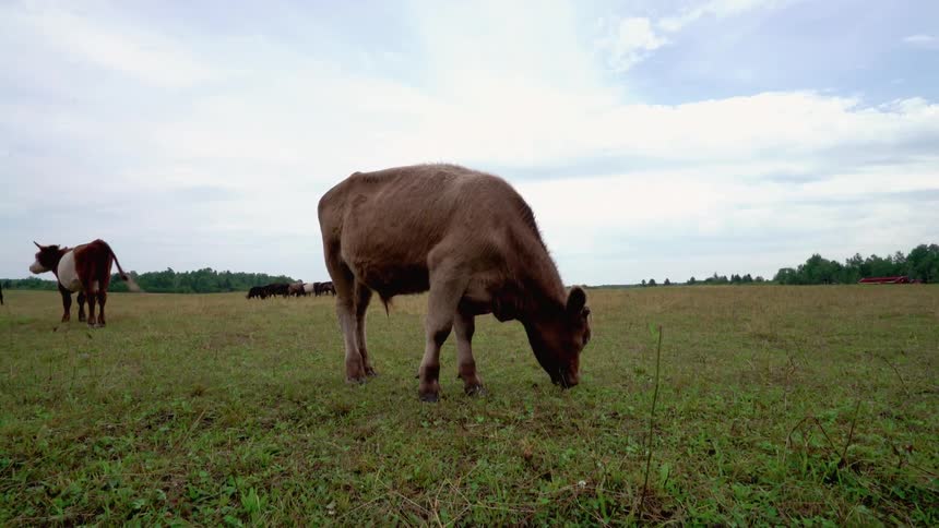 Cattle graze in a field