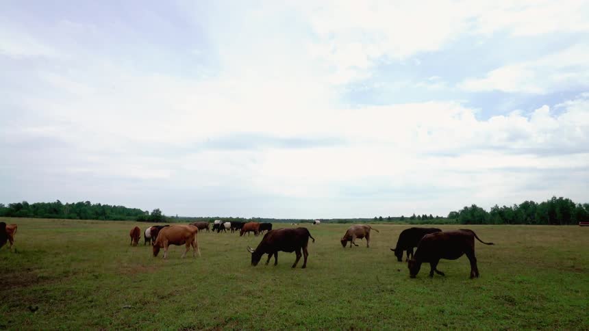 Cows graze in a grassy field