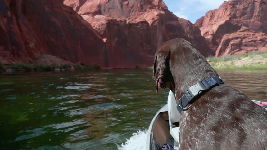 A dog rides in a boat