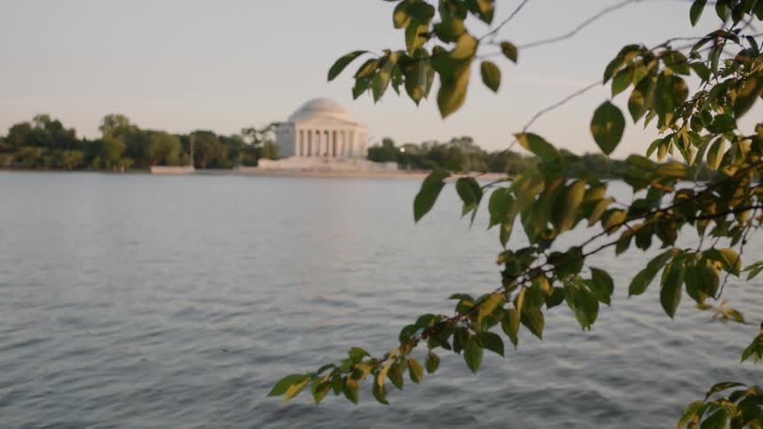 Trees branches lean over the water near the jefferson memorial