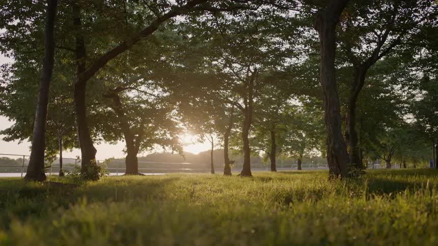 Trees spread across a field