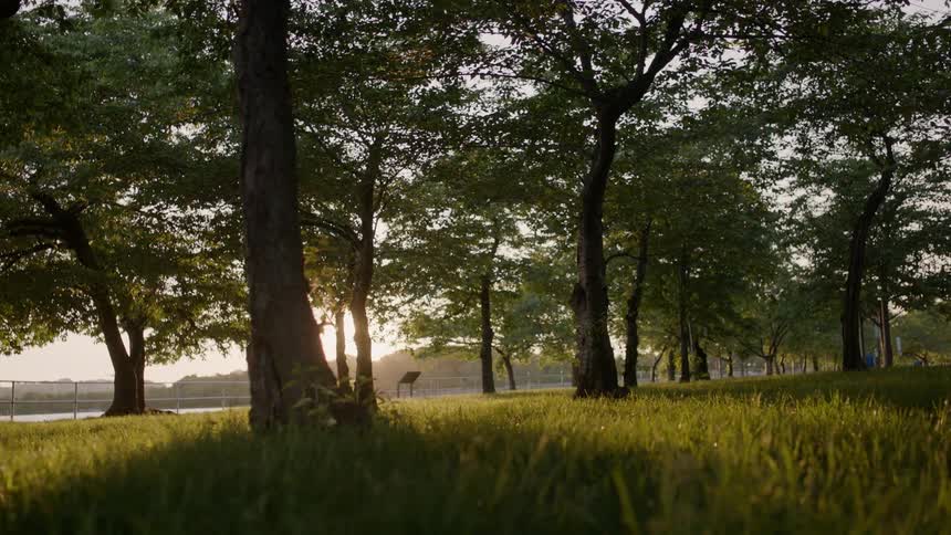 The sunlight filters through trees