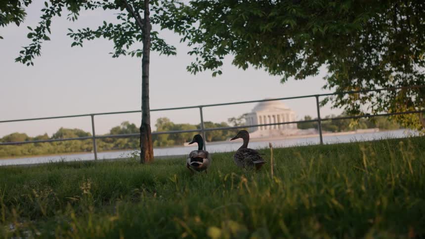 Two ducks waddle towards the water