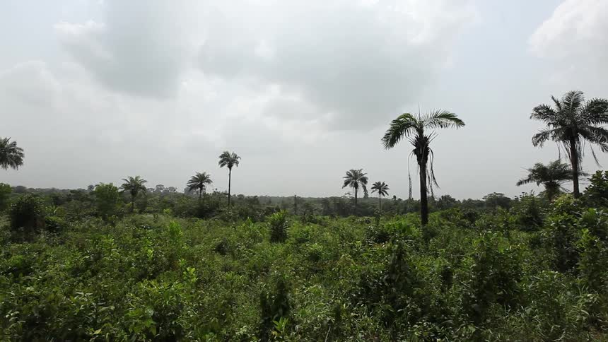 View of a tropical forest on a cloudy day