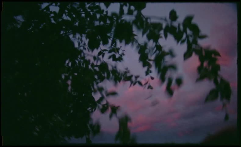 Tree branch with leaves blowing in the wind