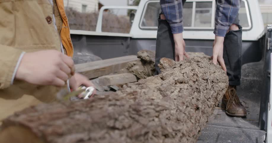 Two men measure a fallen tree trunk