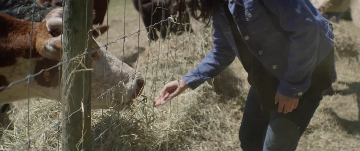 A young woman feeds a cow
