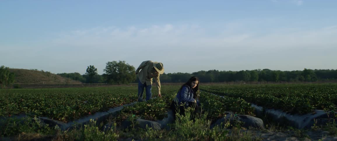 A man and woman are tending plants in a farm field during the day