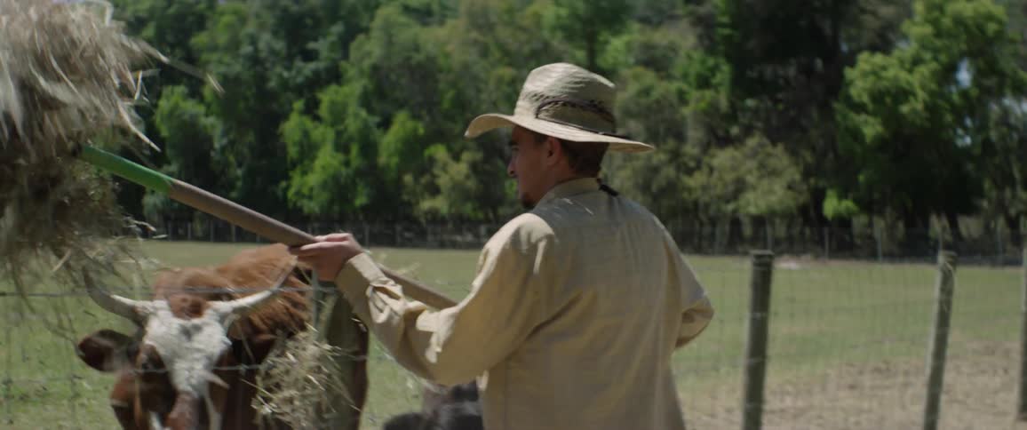 A man throws hay into a pen with cattle