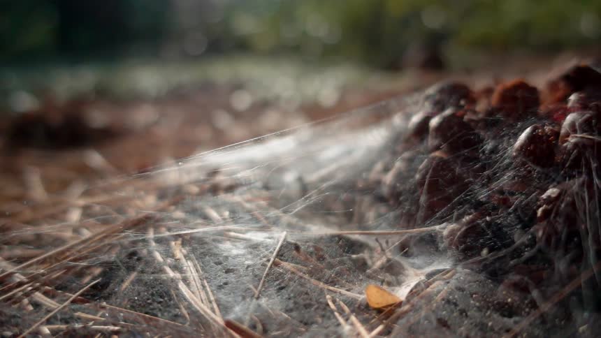 Spider webs cover a pine cone and pine needles resting on the forest floor