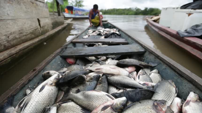 A person at the helm of a rustic fishing boat full of fish