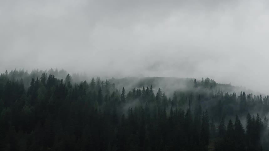 Fog covers the forest trees