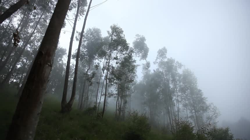 A foggy forest