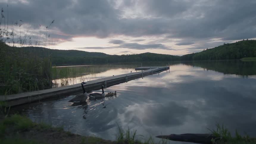 Geese swimming near a dock