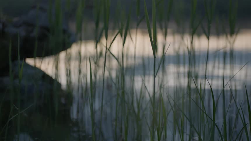 Grass sticks out of a body of water at dawn