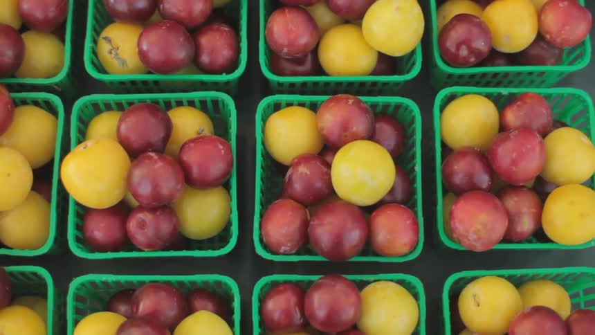 Small green baskets in rows filled with fruit