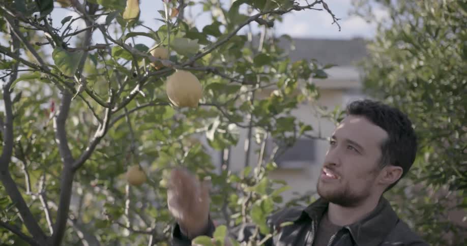 Man picks lemons from a tree