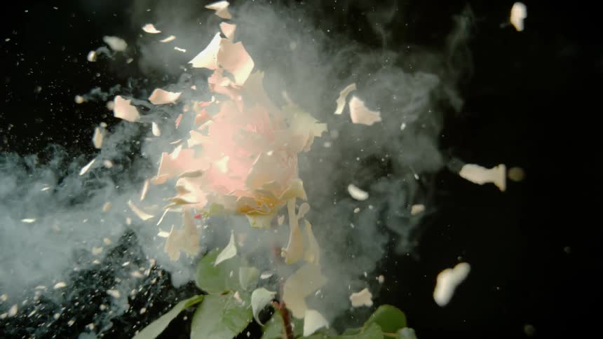 A rose explodes