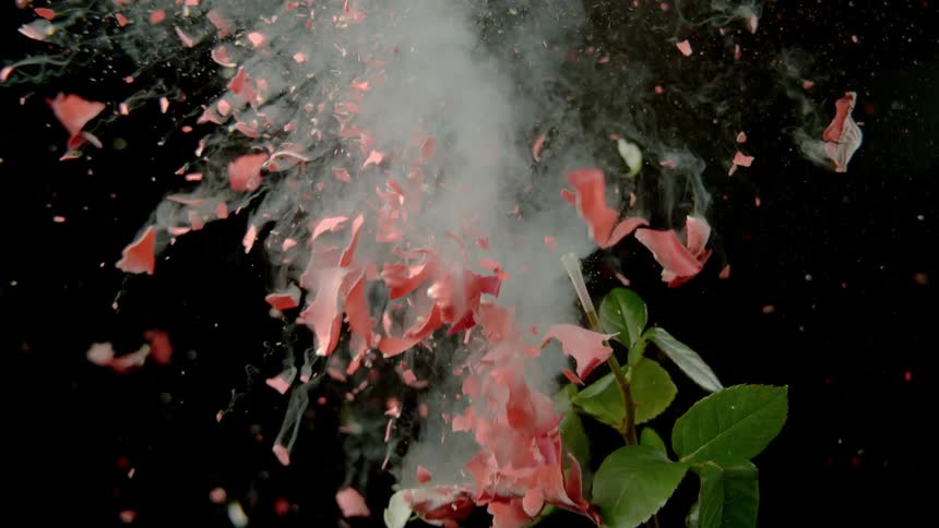 Flower explodes with petals flying everywhere
