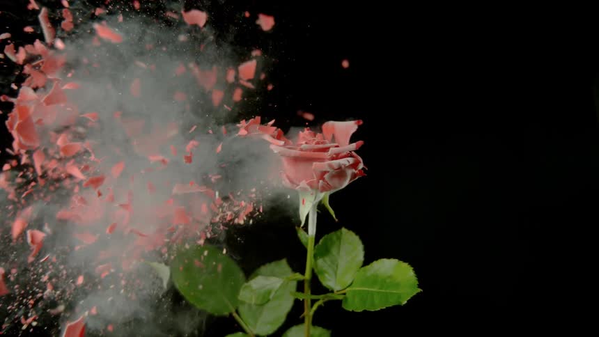 A red flower that was frozen is shot and shatters