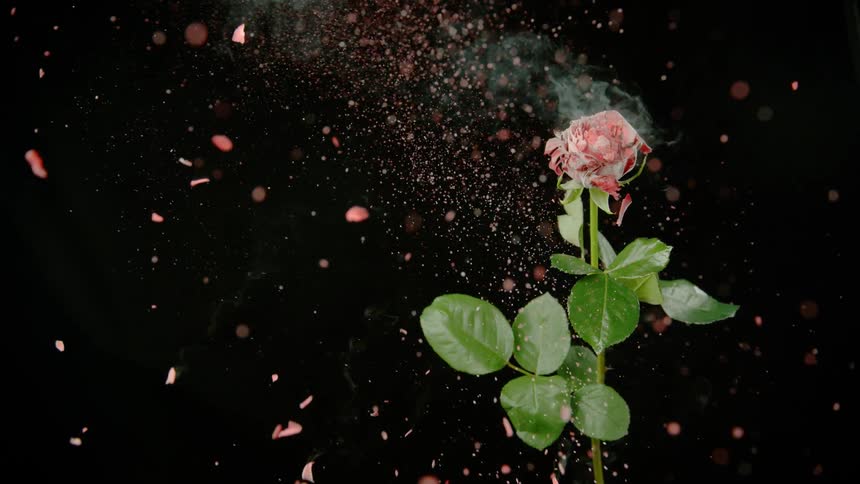 The flower explodes everywhere as the petals fly