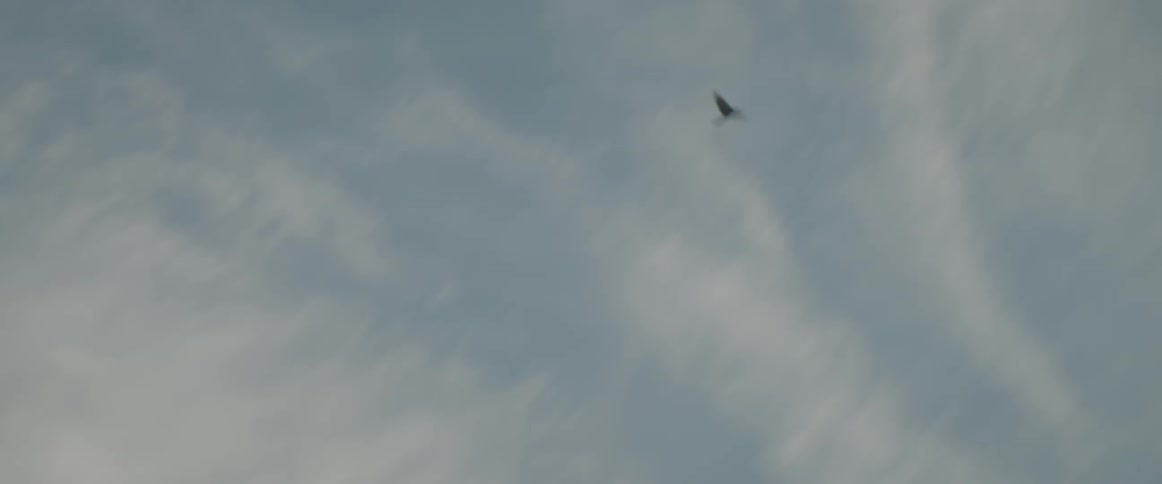 A bird is flying across the sky