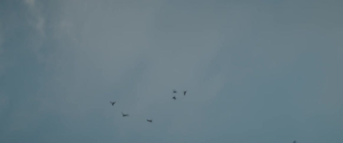 Birds fly in the blue sky