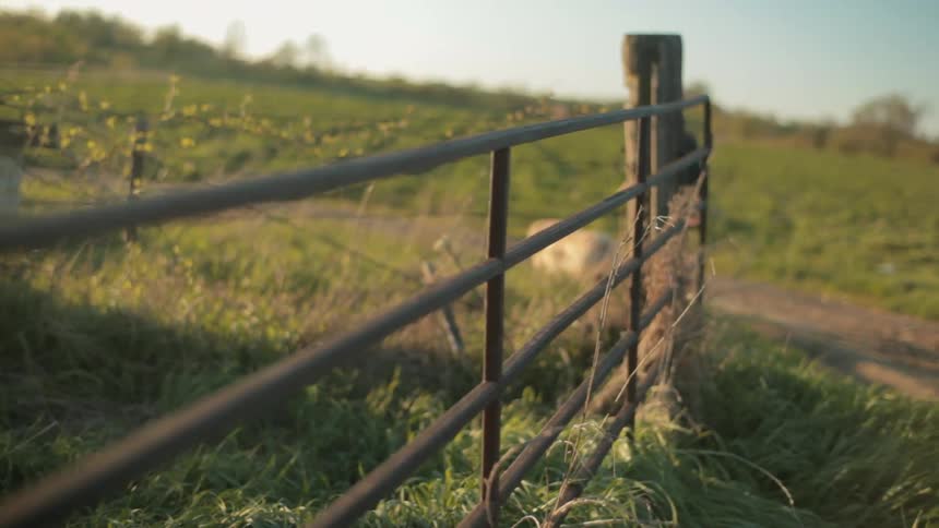 A man and his dog walk along a dirt road on a farm