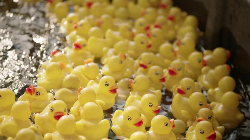 Rubber ducks float on water