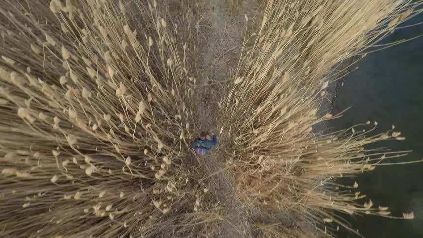 Aerial view of a person walking through a large field