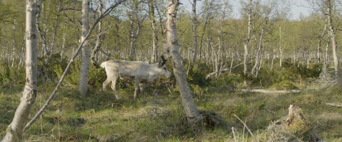 A reindeer walks through shrubbery
