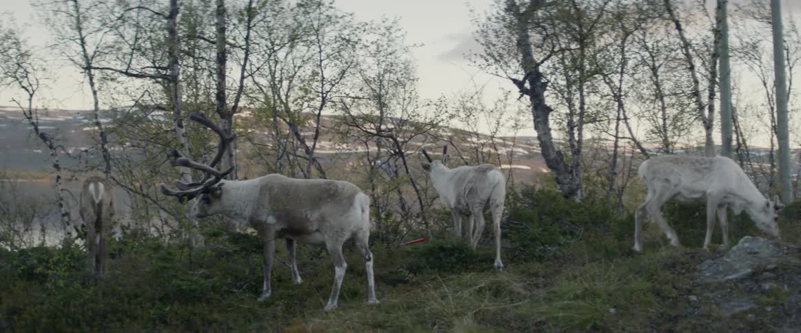 The reindeers are eating grass on the hillside