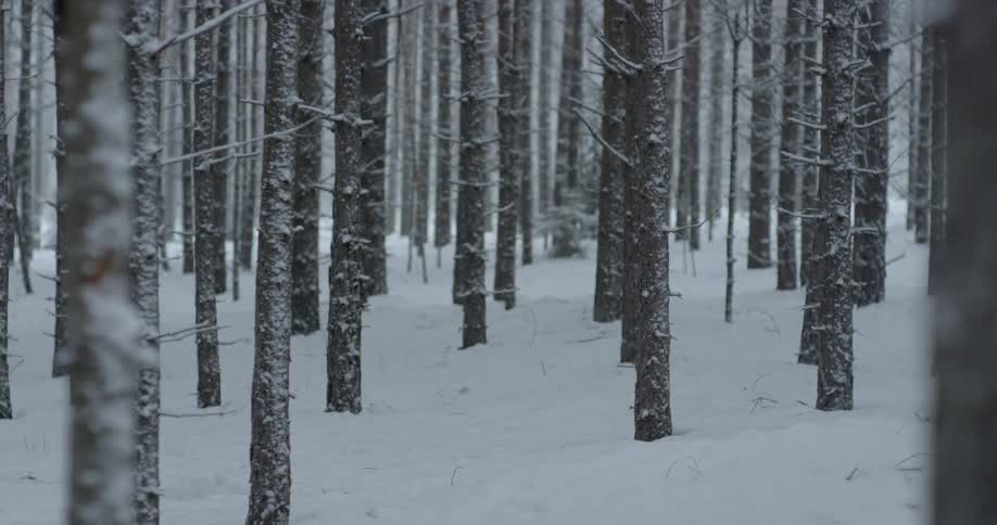 Snow falls in the forest