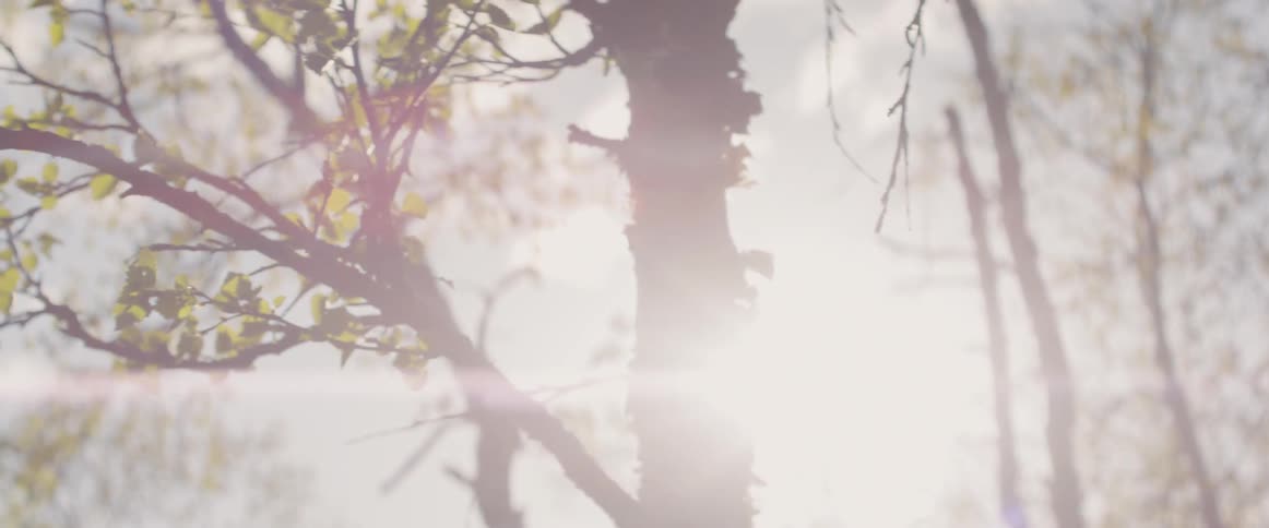 Sunlight shines through tree branches