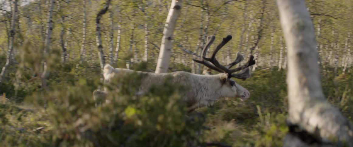 A reindeer walks through the forest
