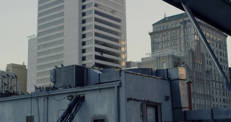 Birds cover a building rooftop in a city